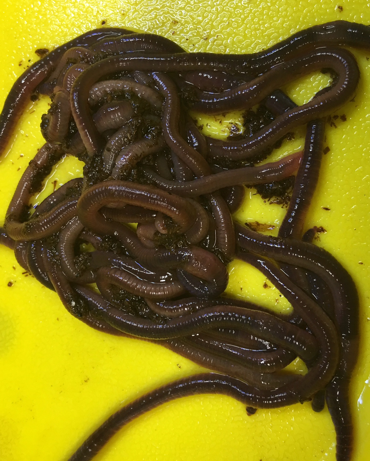 Malaysian blue earthworm (Perionyx Excavatus)