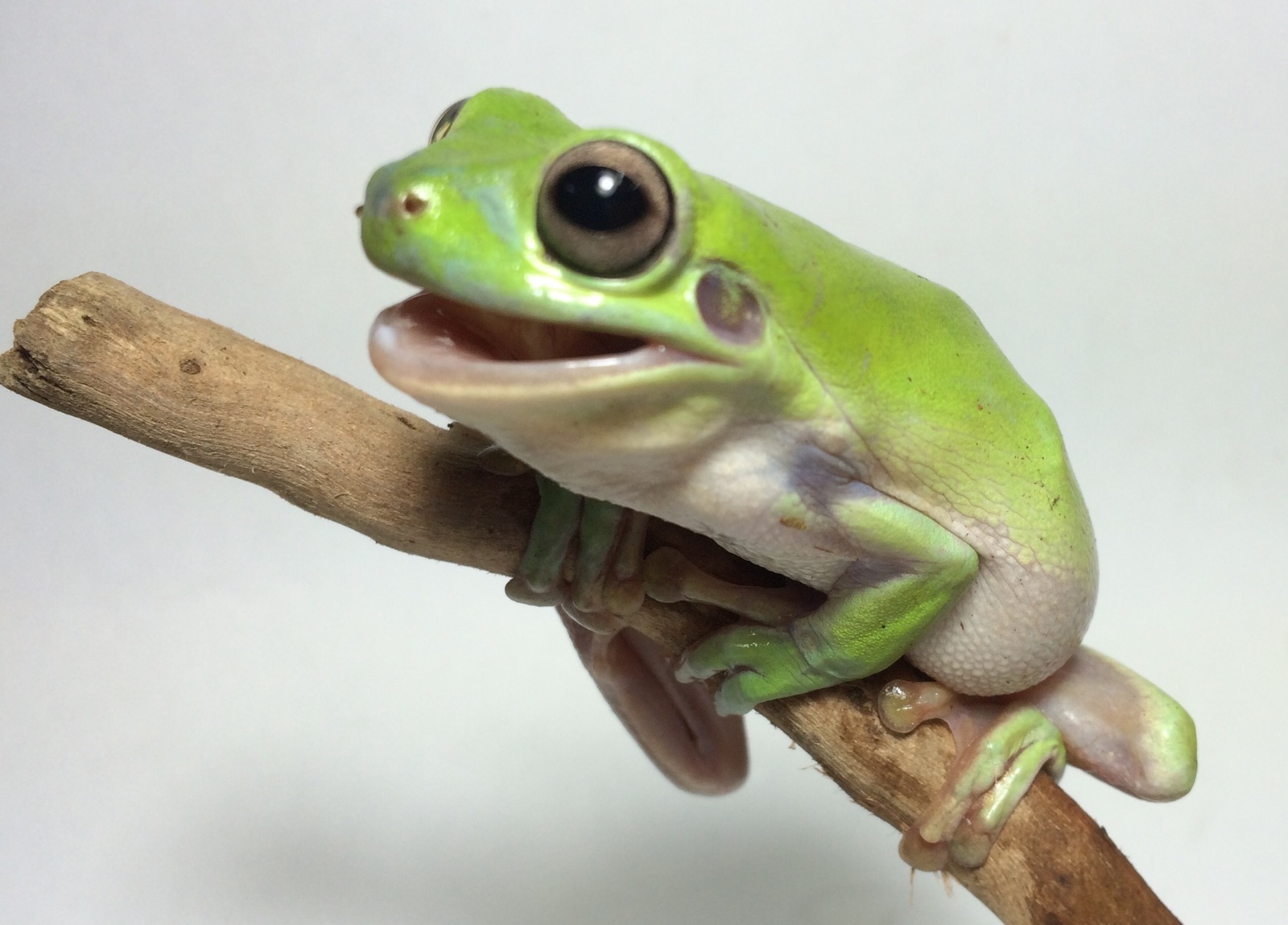 Small Frogs For Pets