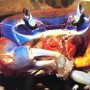 rainbow crab
